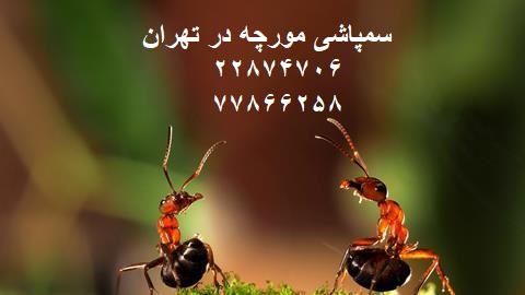سمپاشی مورچه در تهران