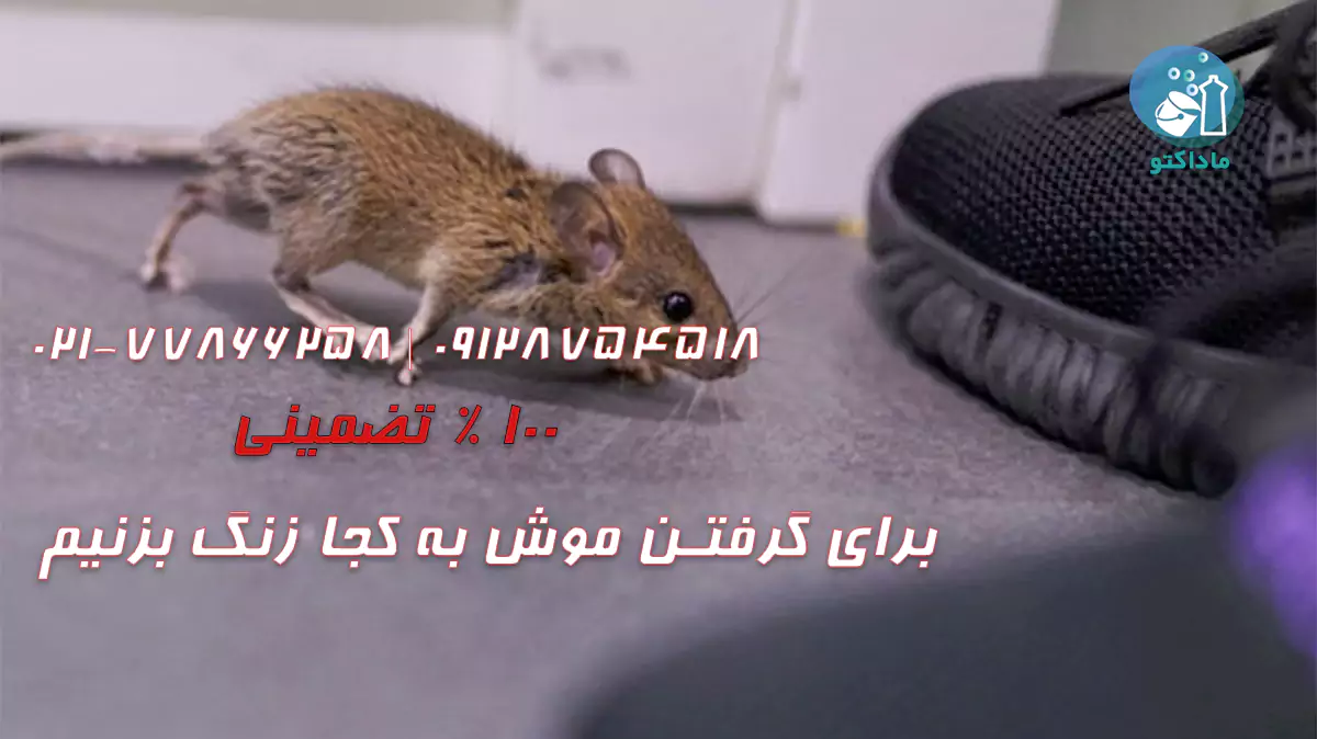 برای گرفتن موش به کجا زنگ بزنیم