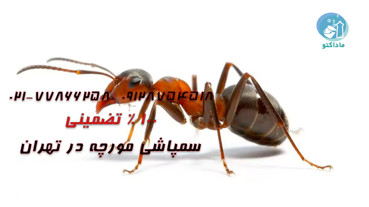 سمپاشی مورچه در تهران