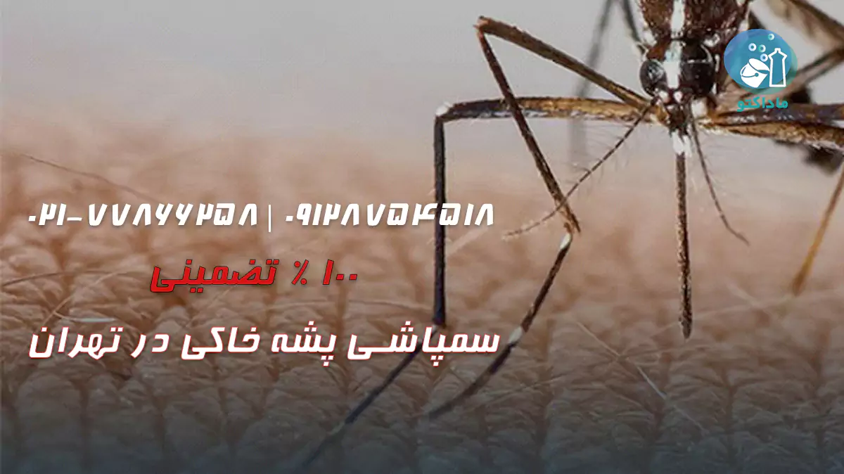 What can we eliminate sand flies 1