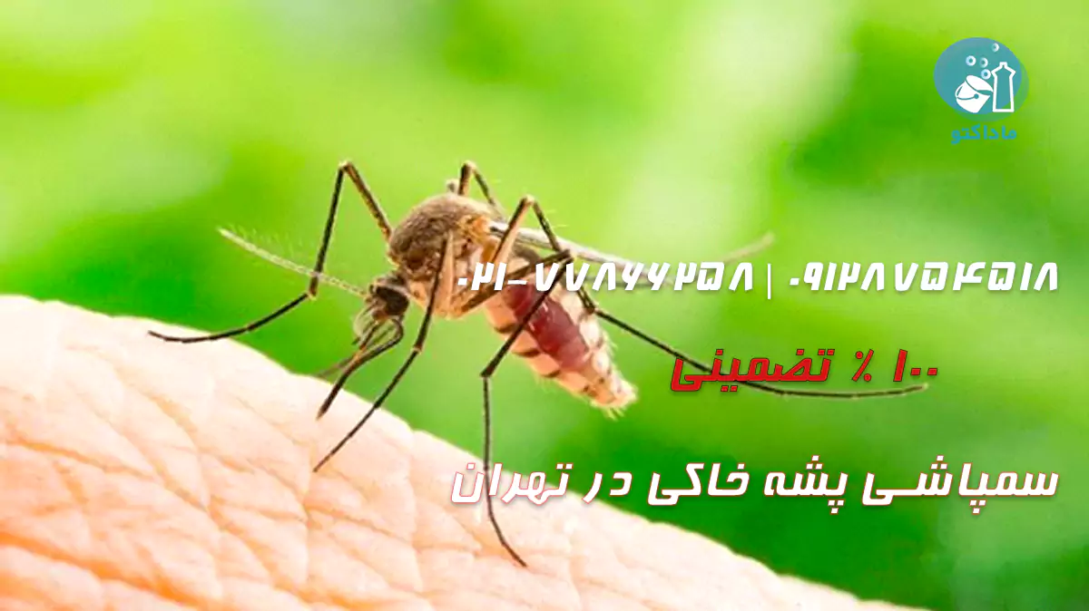 برای از بین بردن پشه خاکی چیکار کنیم؟