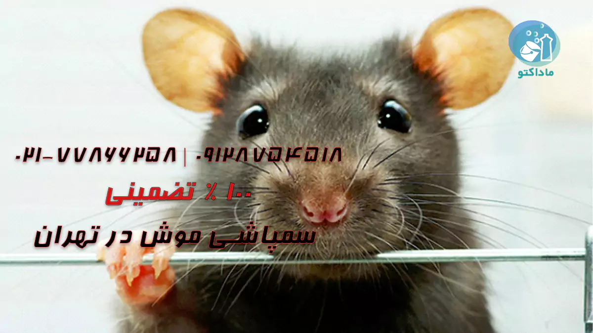 موش از چی بدش میاد؟