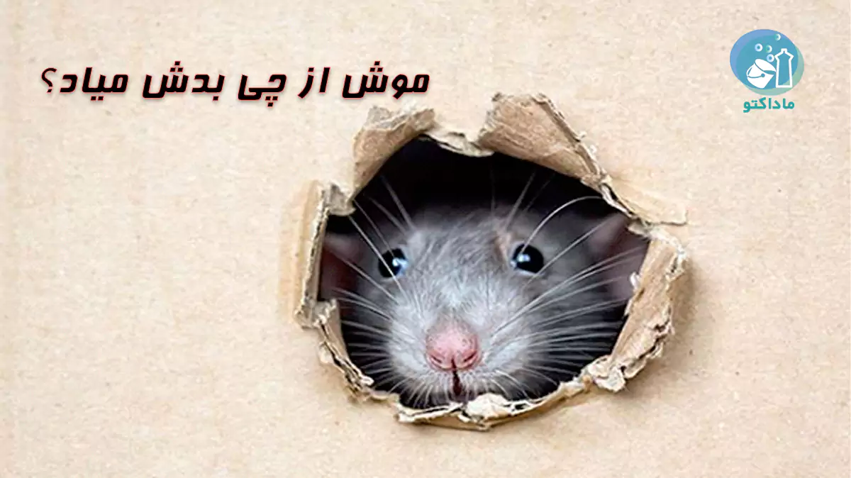 موش از چی بدش میاد؟