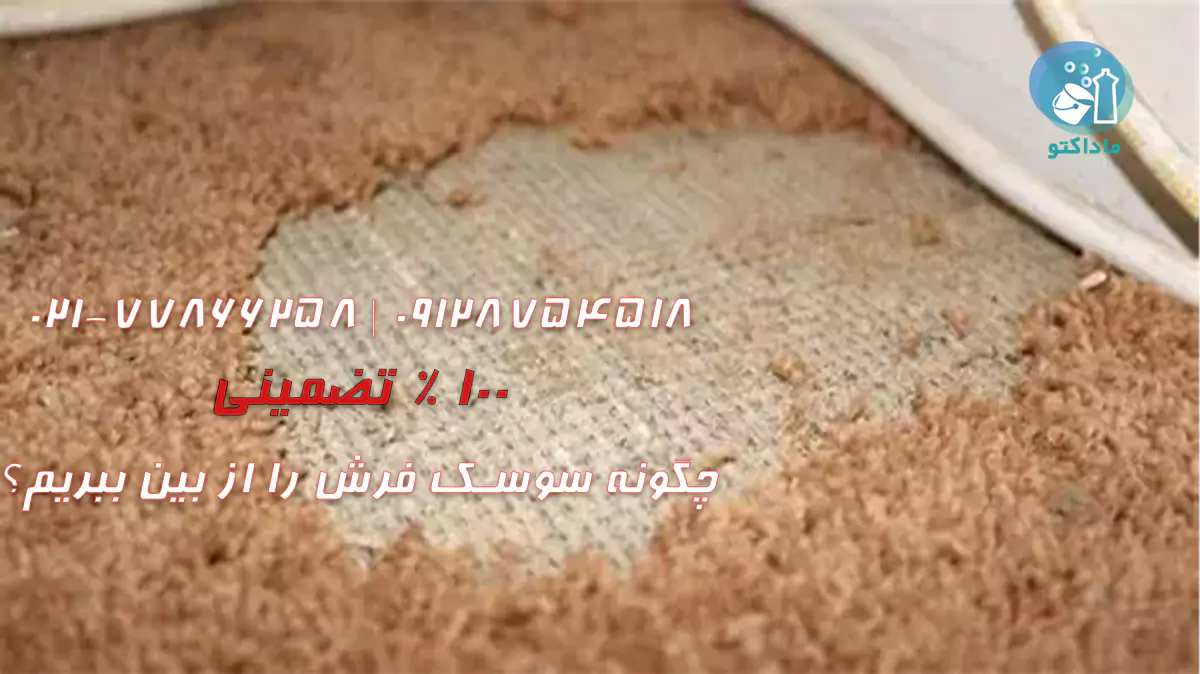 چگونه سوسک فرش را از بین ببریم؟ 17 چگونه سوسک فرش را از بین ببریم؟