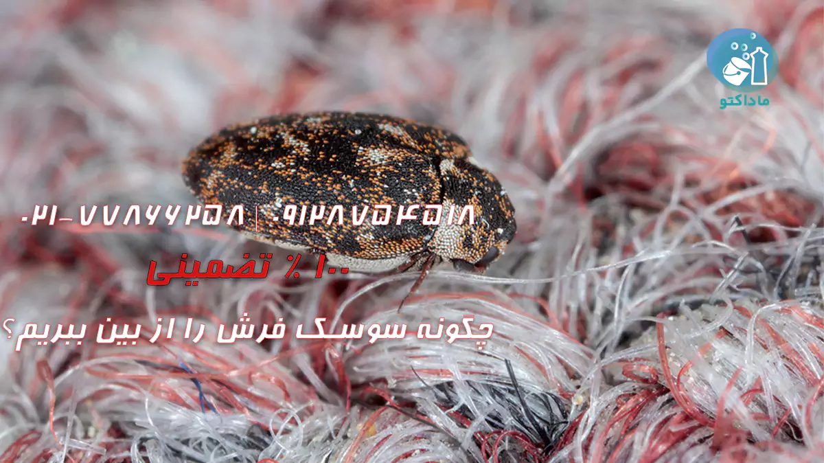 چگونه سوسک فرش را از بین ببریم؟