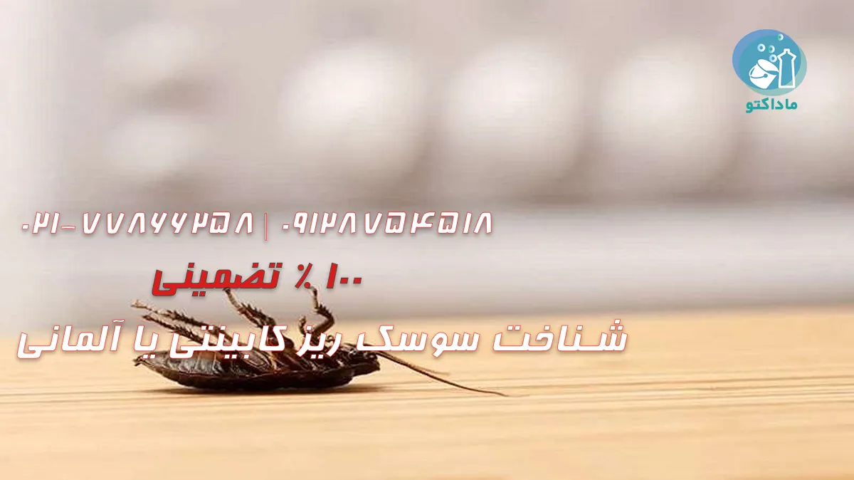 شناخت سوسک ریز کابینتی یا آلمانی 21 شناخت سوسک ریز کابینتی یا آلمانی