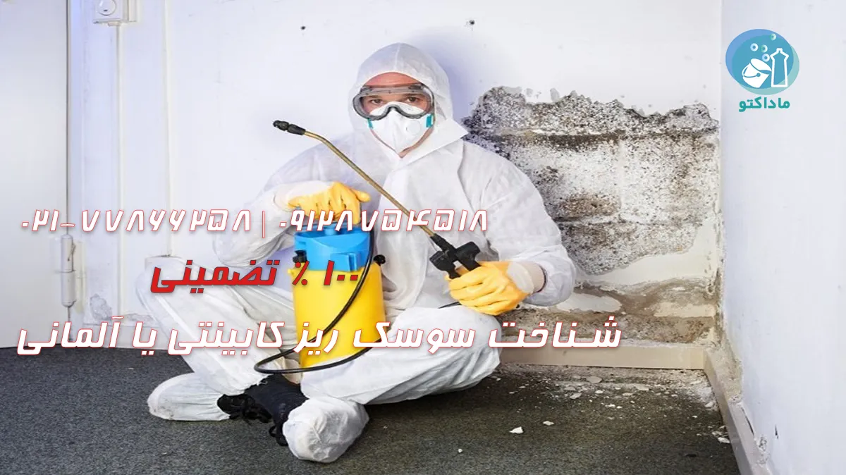 شناخت سوسک ریز کابینتی یا آلمانی 22 شناخت سوسک ریز کابینتی یا آلمانی
