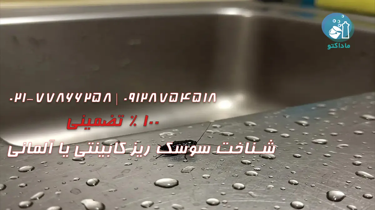 شناخت سوسک ریز کابینتی یا آلمانی 23 شناخت سوسک ریز کابینتی یا آلمانی
