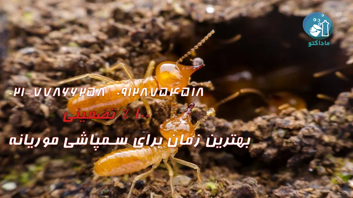 بهترین زمان برای سم‌پاشی موریانه