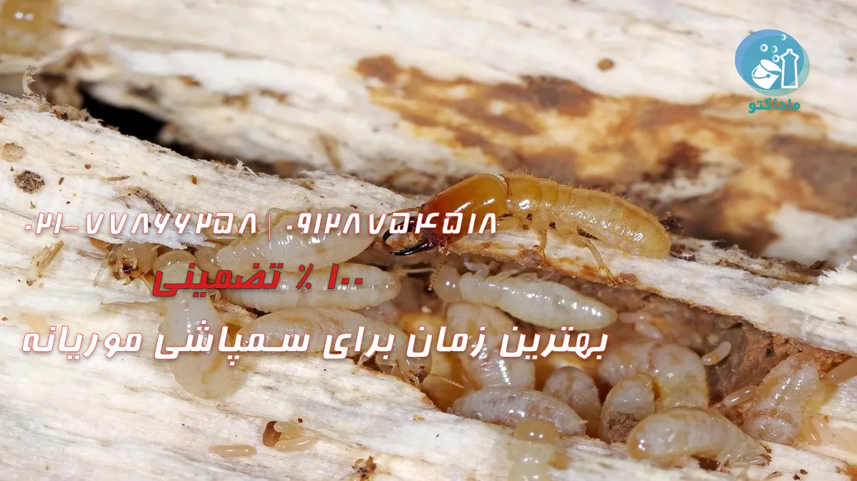 راه‌های ورود موریانه به خانه چیست؟