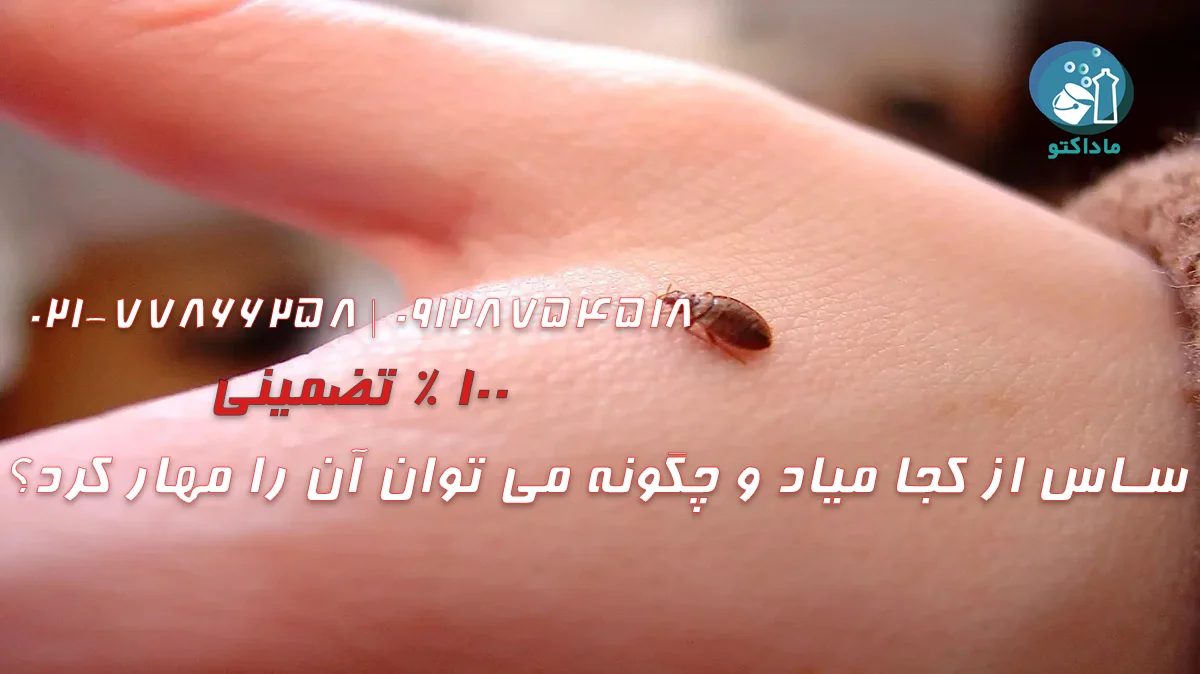 ساس از کجا میاد و چگونه می‌ توان آن را مهار کرد؟