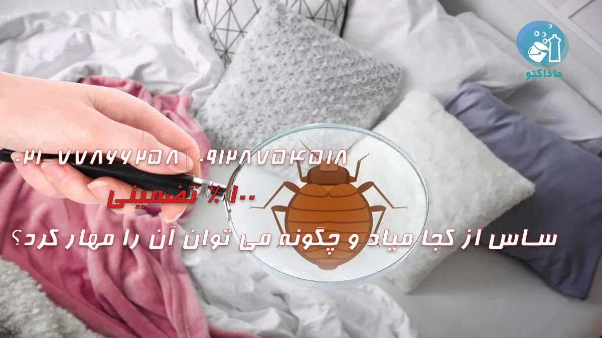 ساس از کجا میاد و چگونه می توان آن را مهار کرد؟ 22 ساس از کجا میاد و چگونه می توان آن را مهار کرد