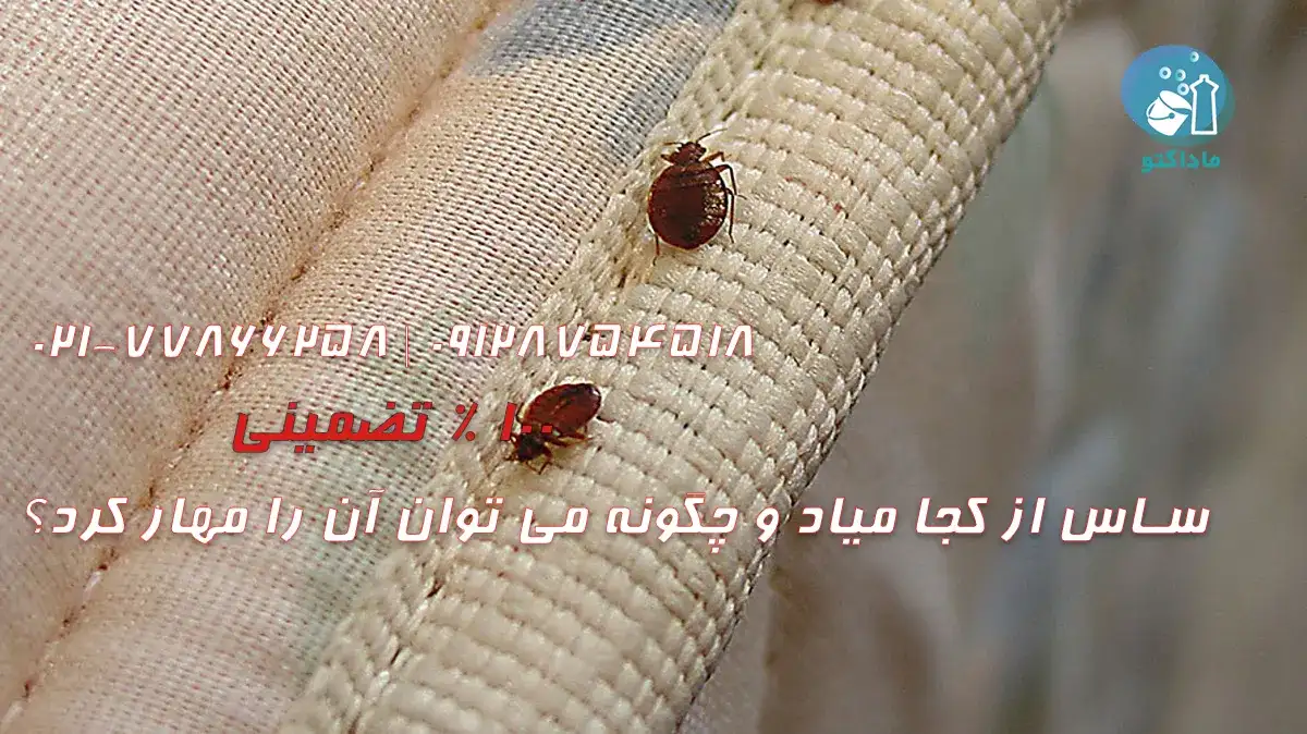 ساس از کجا میاد و چگونه می توان آن را مهار کرد؟ 24 ساس از کجا میاد و چگونه می توان آن را مهار کرد