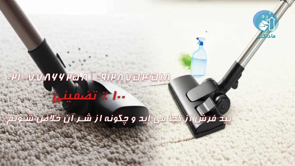 بید فرش از کجا می آید و چگونه از شر آن خلاص شویم؟