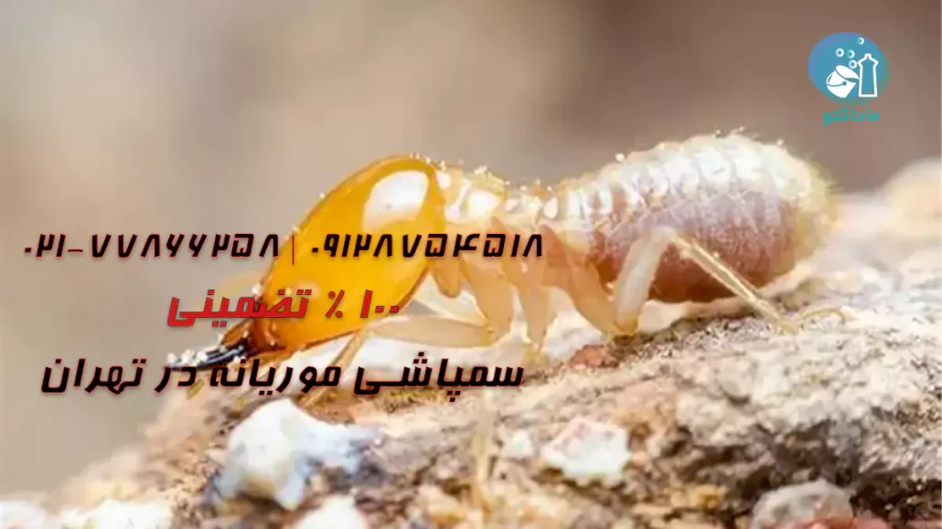 سمپاشی موریانه