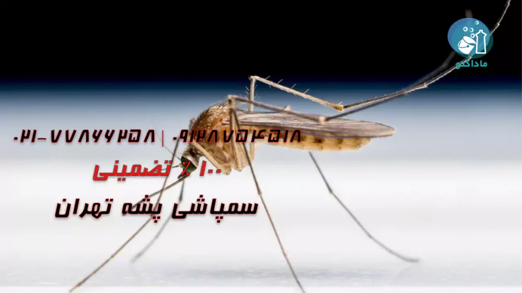 سمپاشی پشه