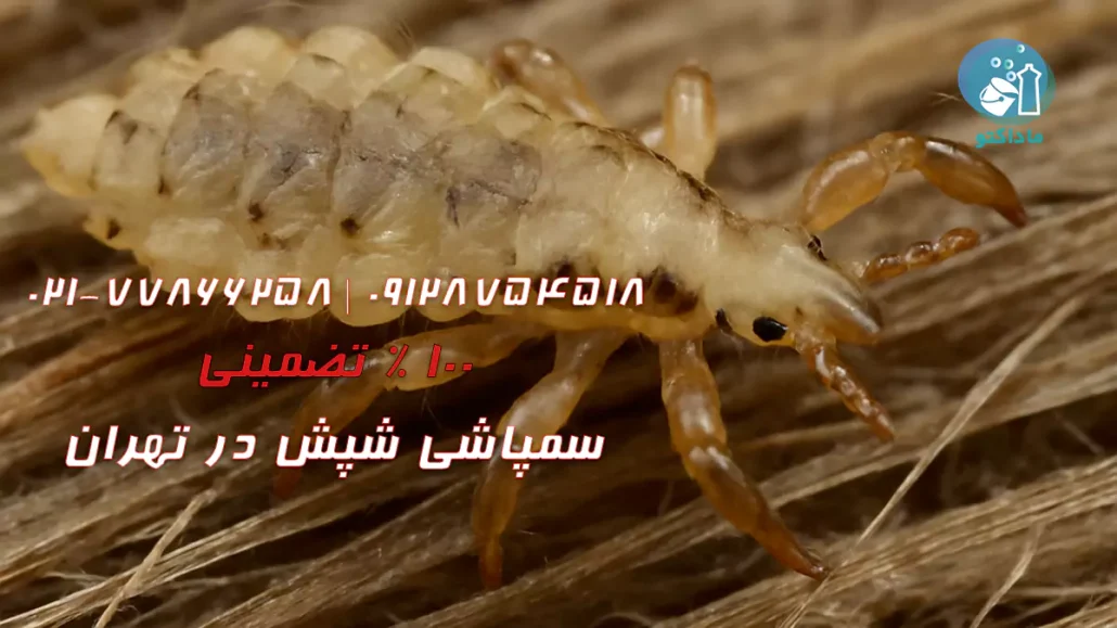 سمپاشی شپش
