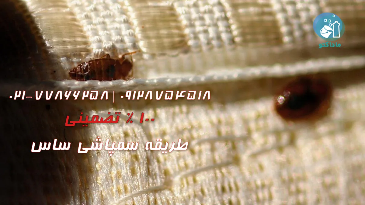 طریقه سمپاشی ساس