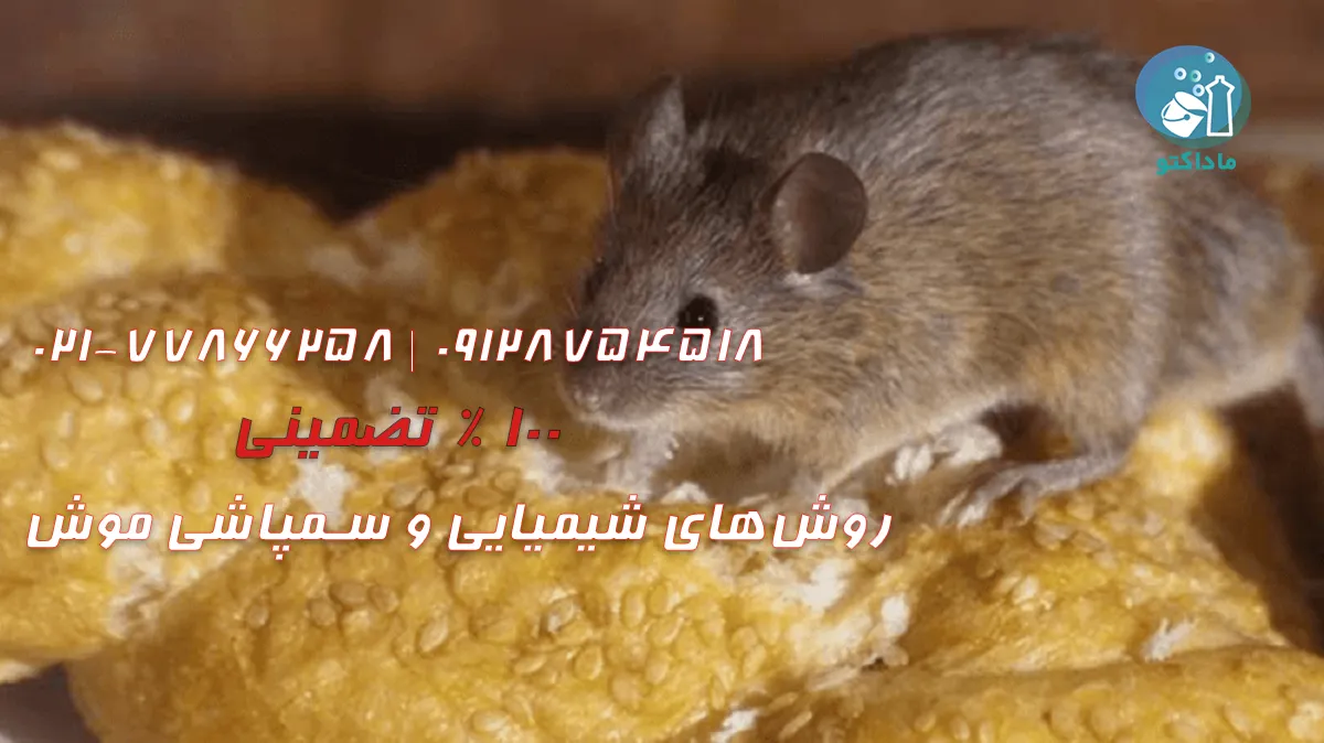 روش‌های شیمیایی و سمپاشی موش