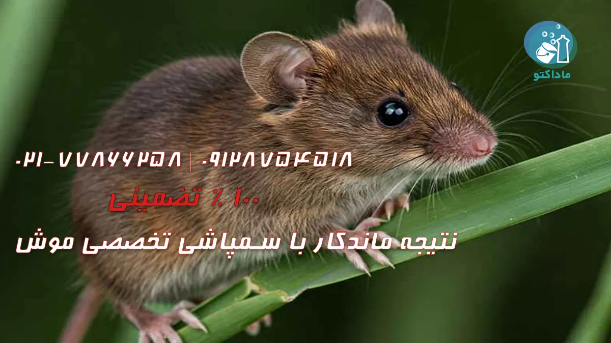 نتیجه ماندگار با سمپاشی تخصصی موش