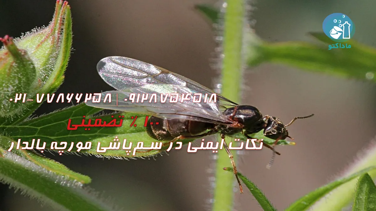 نکات ایمنی در سم‌پاشی مورچه بالدار