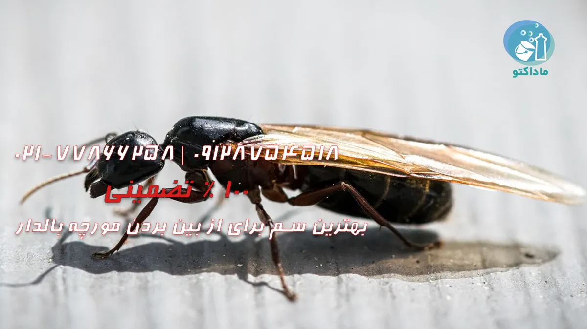 بهترین سم برای از بین بردن مورچه بالدار