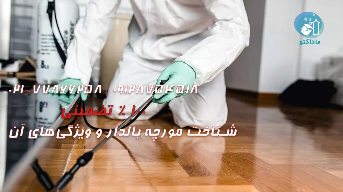 شناخت مورچه بالدار و ویژگی‌های آن