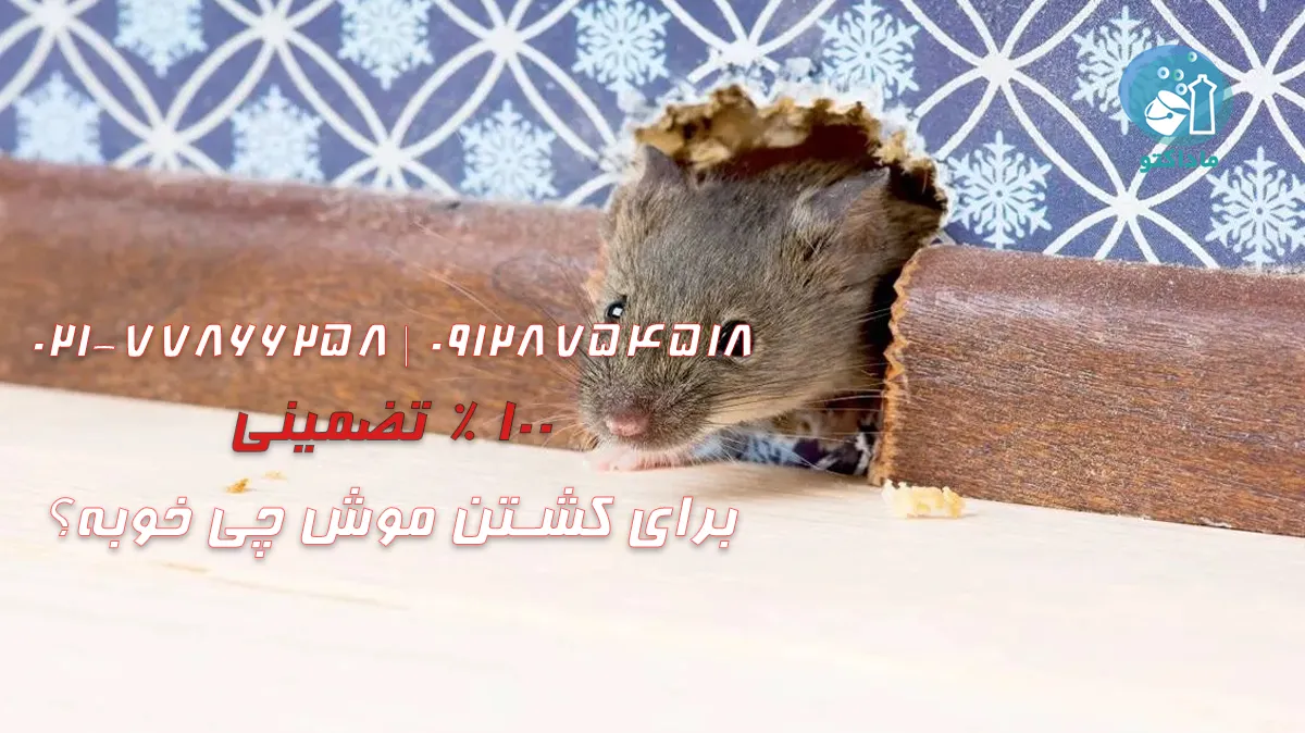 برای کشتن موش چی خوبه؟