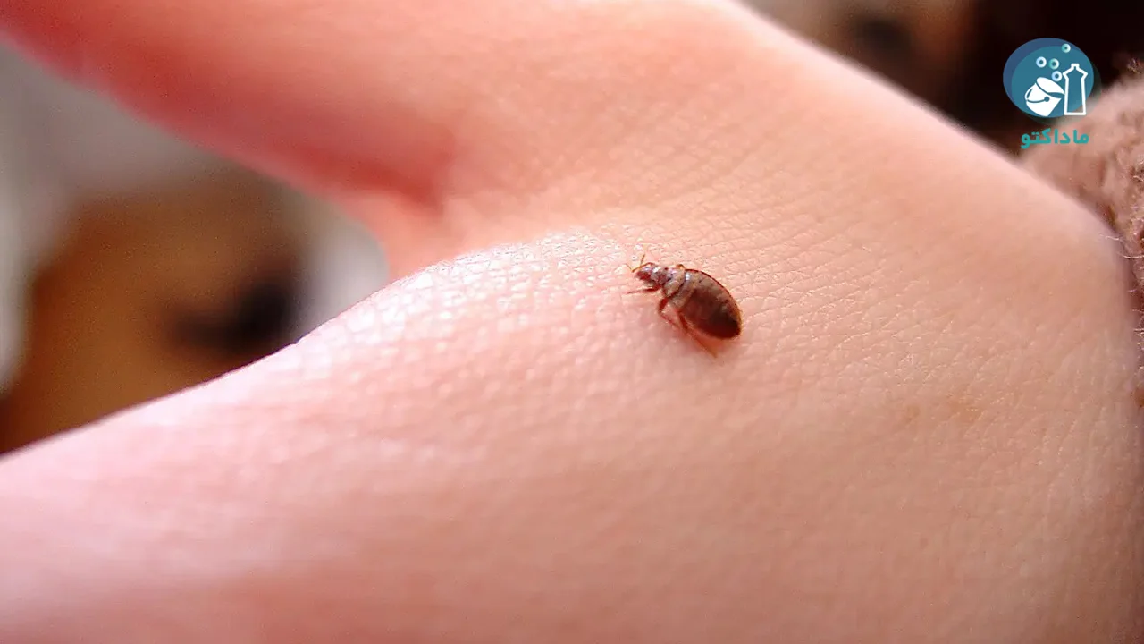 ساس چیست؟ 11 ساس چیست